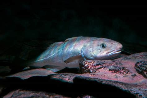 Cod Fish Swimming 的图像结果