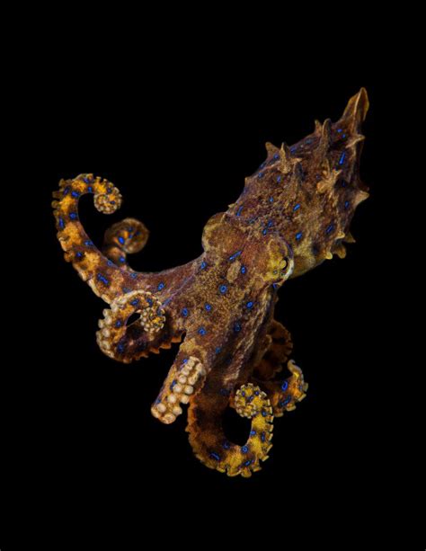 Image result for Blue-Ringed Octopus Appearance