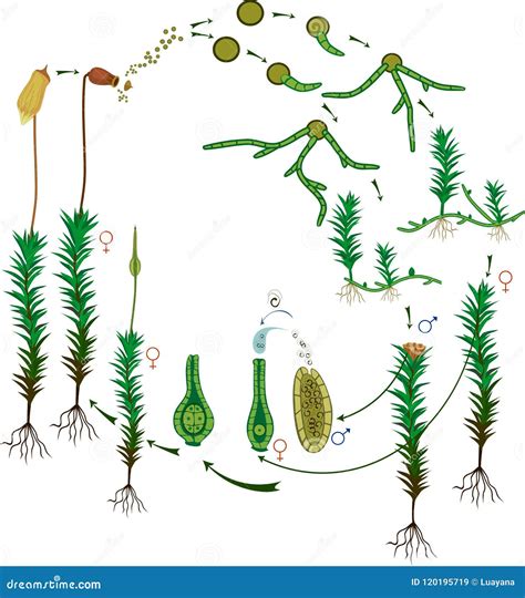 Moss Life Cycle. Diagram Of Life Cycle Of Common Haircap Moss ...