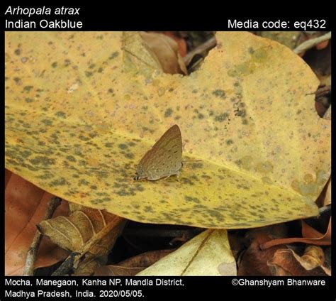 Arhopala atrax | Butterfly