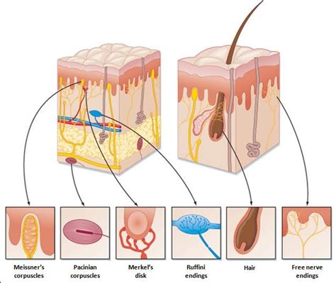 mechanoreceptors2022已更新今日图集