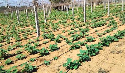 Horticulture :: Vegetables:: Brinjal