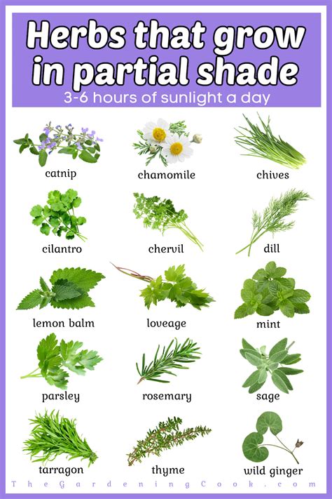 List of 40 Herbs & Vegetables that Grow in Shade & Partial Shade