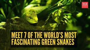 Beautiful and deadly: Meet 7 of the world’s most fascinating green snakes