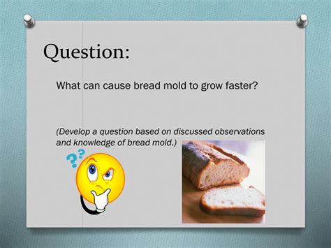 Image result for Example of Experiment of Bread