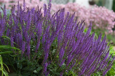Deer Resistant Plants | Great Garden Plants
