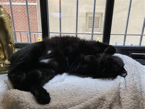 Upside down void : r/blackcats