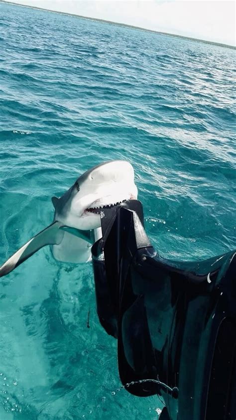 How to avoid shark attacks shark safety tips – Artofit