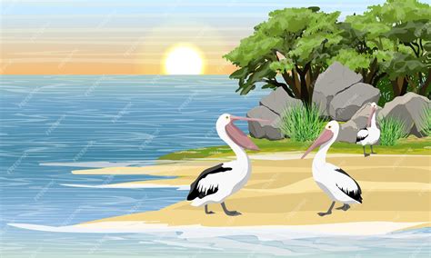 Premium Vector | Pelicans on the shore of a tropical bay. grass, stones ...