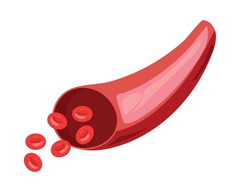 artery blood human part 10963635 Vector Art at Vecteezy