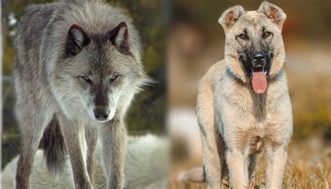 7 Best Dog Breeds To Protect Against Predators - Ethawi.com