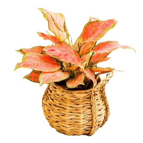 Desk Planter for you home or office- Asama Enterprise