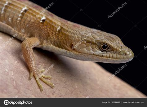 Southern Alligator Lizard Juvenile
