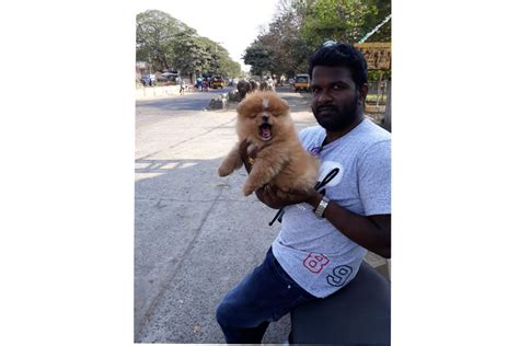 HAPPY KENNEL PET ZONE in Near Bypass Road Petrol Bunk, Landmark ...