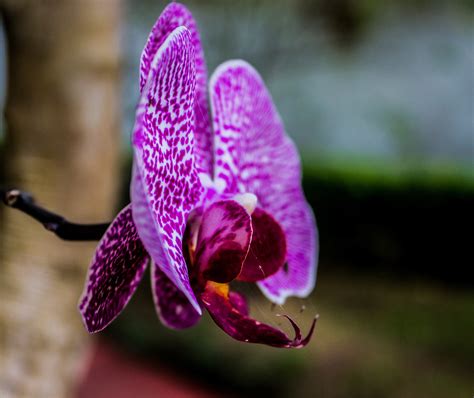 Image result for Flower Project