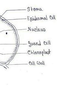 Draw a diagram of epidermis of the leaf showing surface view and label ...