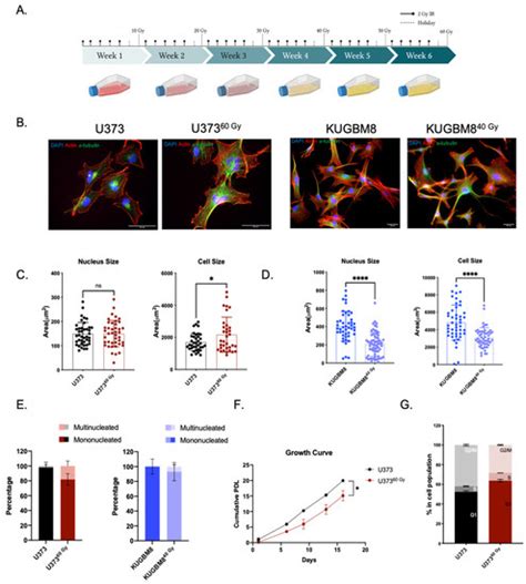 Chronically Radiation-Exposed Survivor Glioblastoma Cells Display Poor ...