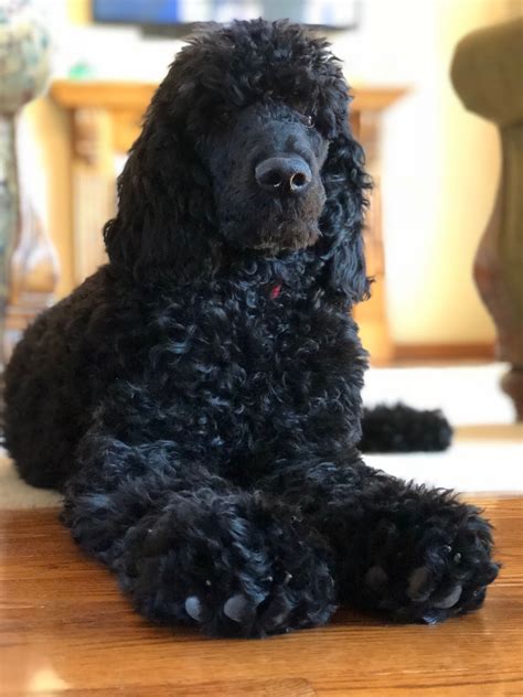 Black Standard Poodle | Black standard poodle, Standard poodle, Poodle ...