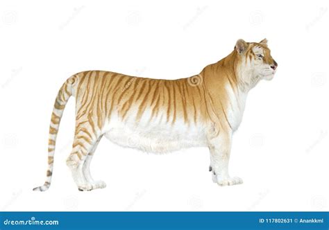 Golden Tabby Tiger or Strawberry Tiger Stock Image - Image of white ...