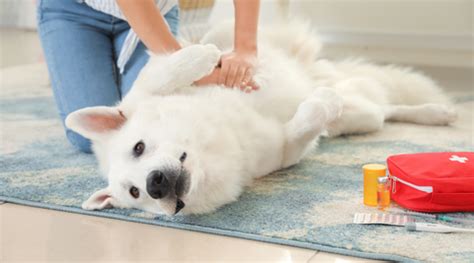 First Aid for Dogs: Being Prepared for Emergencies