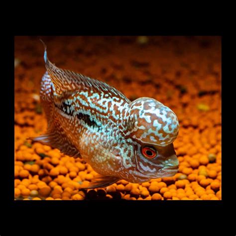 Metallic Super Red Dragon Flowerhorn Fish