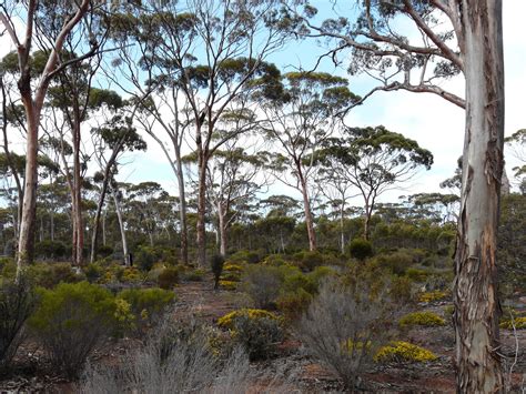 Get Involved: Protecting the Eucalypt Woodland of WA Wheatbelt and the ...