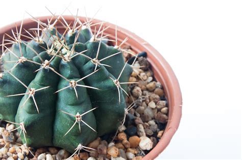 Images de Desert succulent png – Téléchargement gratuit sur Freepik