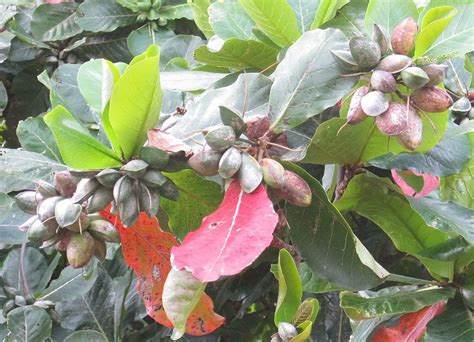 Chillatai® Indian Badam Tree/Plants Indian Almond Tree/Thick Shade ...