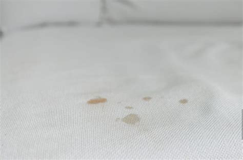 Bedbug Signs Sheets