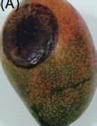 TNAU Agritech Portal :: Crop Protection