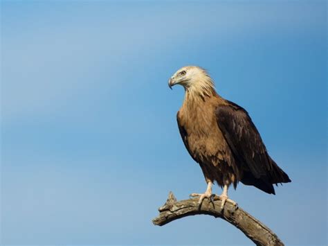 Of Perilous Flights And Fragmented Habitats | Nature inFocus