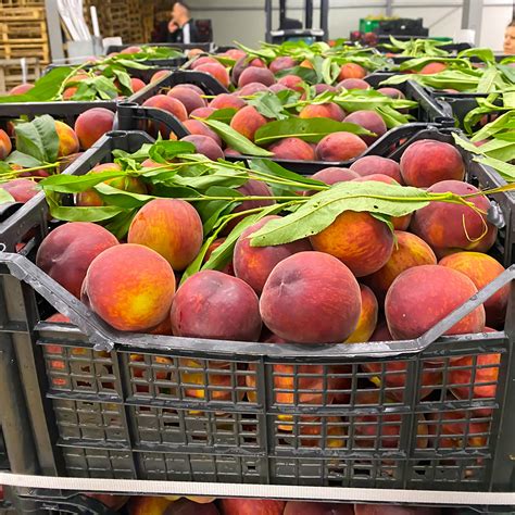 Peaches – Neta – The queen of freshness. Fruit and Vegetables export ...