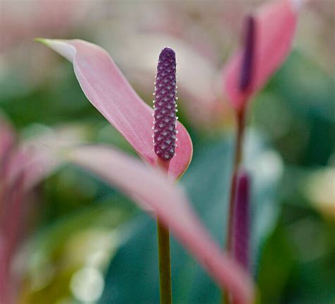 Anthurium | Koppert India