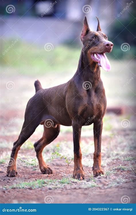 Doberman Showing Tongue on Standing. Brown Color. Stock Image - Image ...