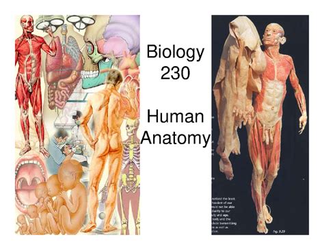 A-intro - Biology 230 Human Anatomy Anatomy The art of separating the ...