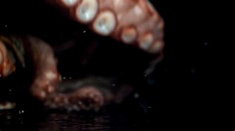 Image result for Octopus Animation