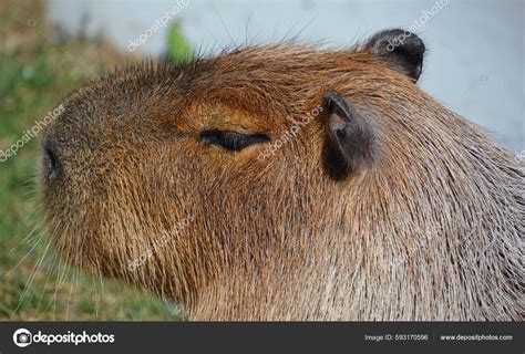 Capybara Largest Rodent World Also Called Chiguire Member Genus Hydrochoerus — Stock Photo ...