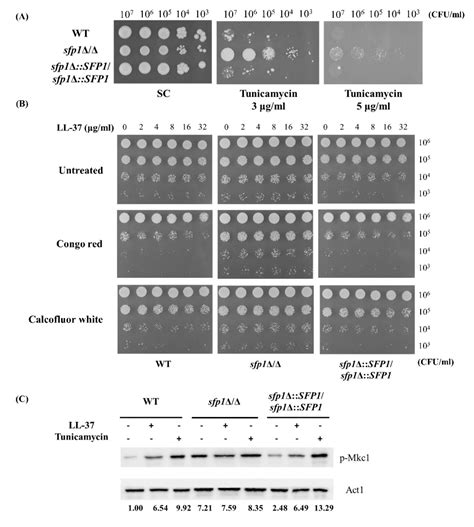Candida albicans Sfp1 Is Involved in the Cell Wall and Endoplasmic ...
