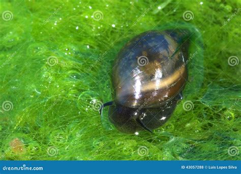 Fresh-water snail stock photo. Image of aquatic, brown - 43057288