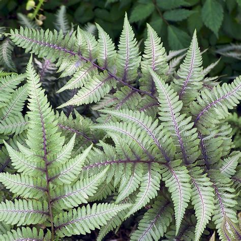 Ferns Plants