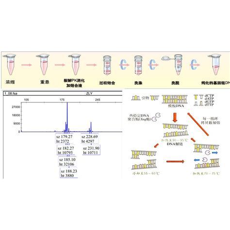 亲子鉴定原理_百度百科