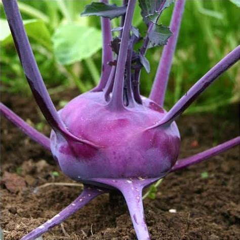 Knol knol purple seeds – Euphoricgreens