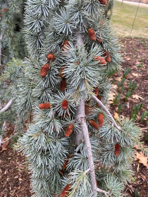 Cedrus atlantica 'Glauca Pendula' - Weeping Blue Atlas Cedar | Myriad ...