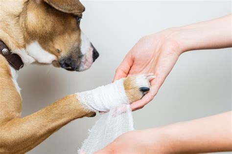 Image result for Basic First Aid for Pets