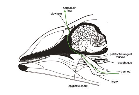 Scientists Discover a Mouth-Breathing Dolphin | Hakai Magazine