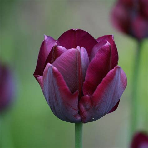 Buy triumph tulip bulbs Tulipa 'Ronaldo': Delivery by Waitrose Garden