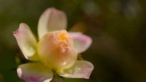 Download wallpaper 1920x1080 rose, flower, gradient, petals, bud ...