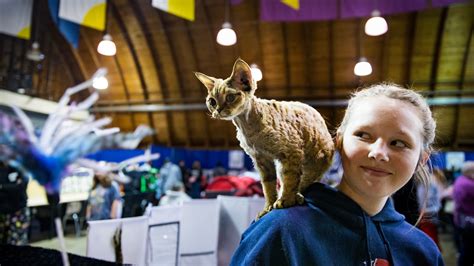 PHOTOS: Cats! Felines and their friends gather for Lane County cat show