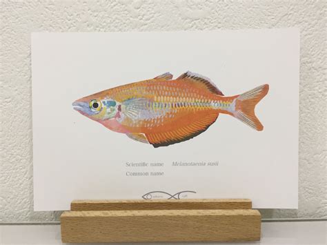 Melanotaenia susii Drawing Postcard | Osakanacraft