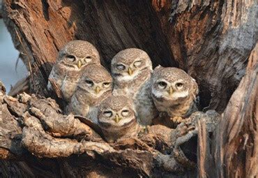 Home - MAHARASHTRA FOREST DEPARTMENT